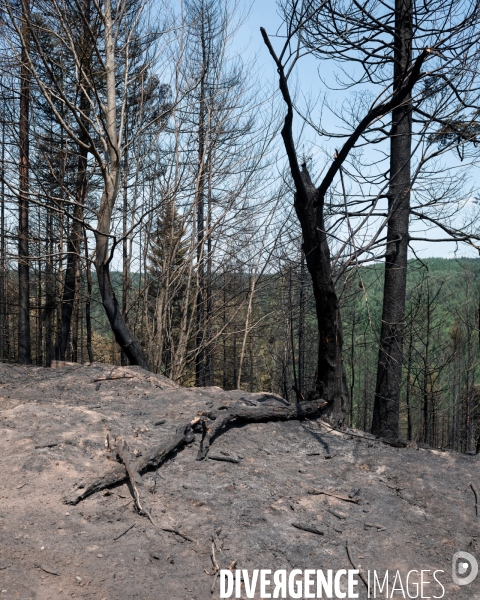 Feux de foret - Vosges