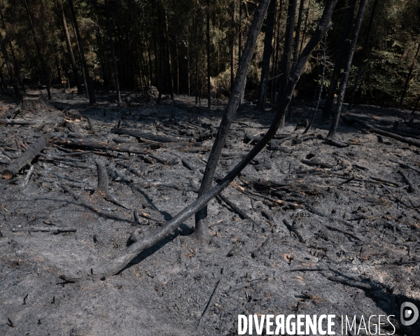 Feux de foret - Vosges