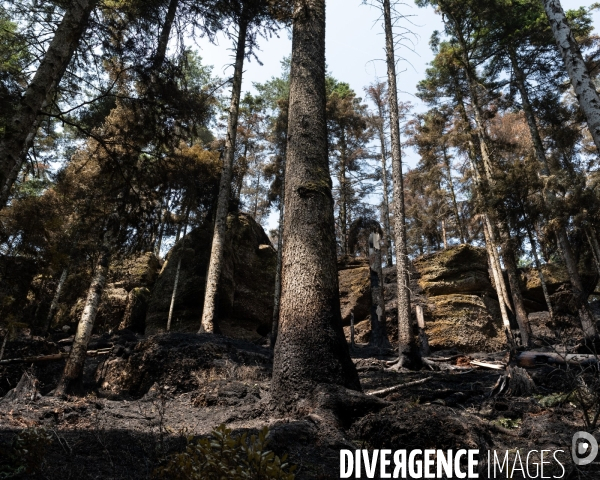 Feux de foret - Vosges