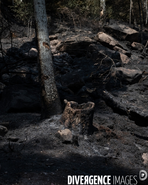 Feux de foret - Vosges