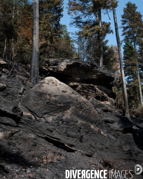 Feux de foret - Vosges
