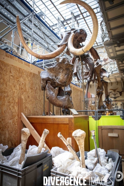 Restauration du mammouth de durfort au muséum d histoire naturelle de paris