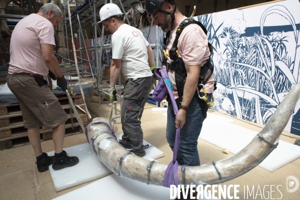 Restauration du mammouth de durfort au muséum d histoire naturelle de paris