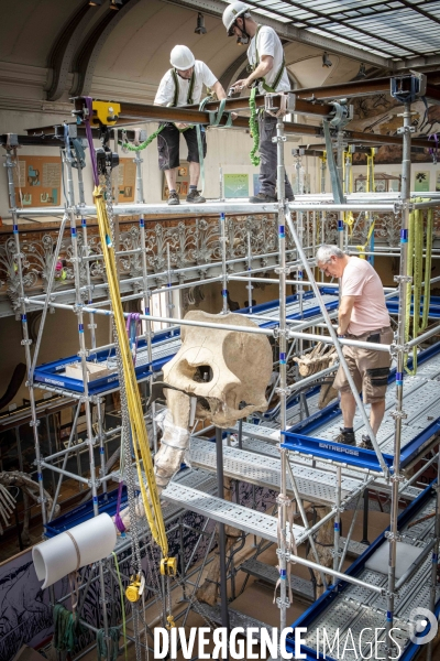 Restauration du mammouth de durfort au muséum d histoire naturelle de paris