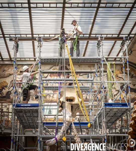 Restauration du mammouth de durfort au muséum d histoire naturelle de paris