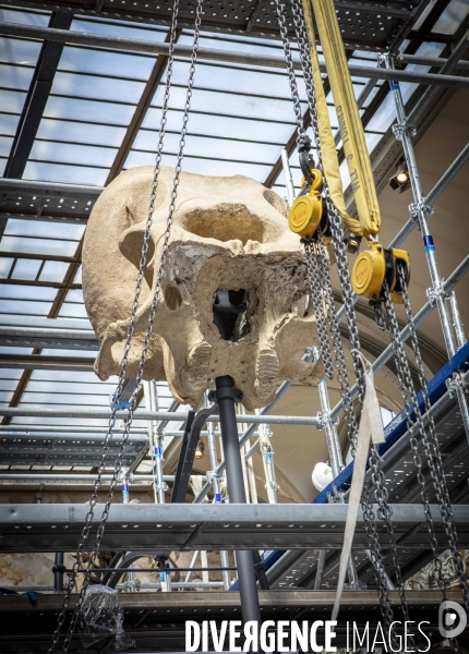 Restauration du mammouth de durfort au muséum d histoire naturelle de paris