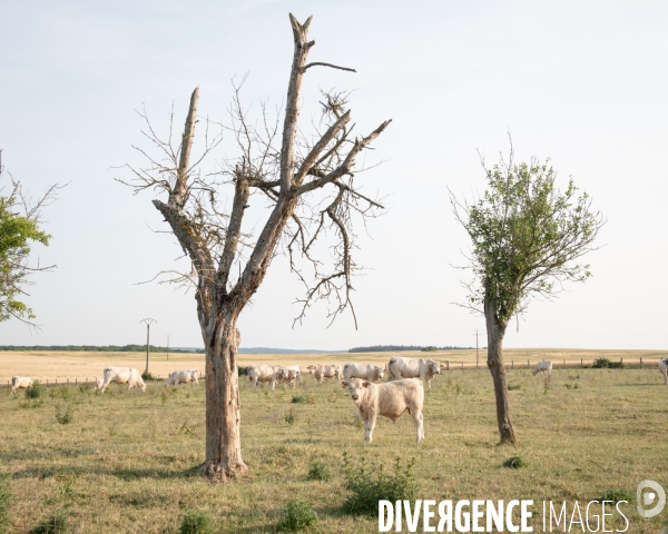 Secheresse elevage