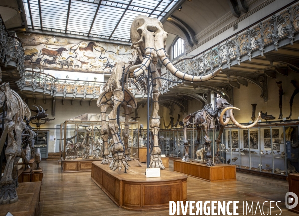 Restauration du mammouth de durfort au muséum d histoire naturelle de paris