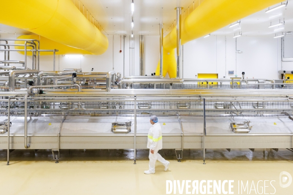 Fabrication de mozzarella industrielle