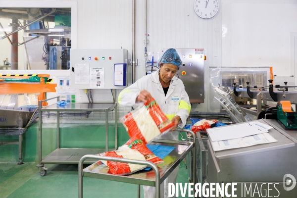 Fabrication de mozzarella industrielle