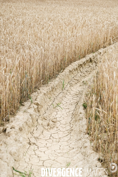 Sécheresse dans le Maine-et-Loire