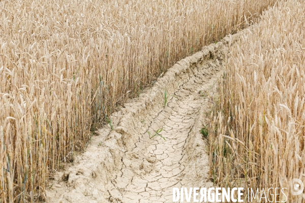 Sécheresse dans le Maine-et-Loire