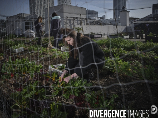 Agriculture urbaine à Paris