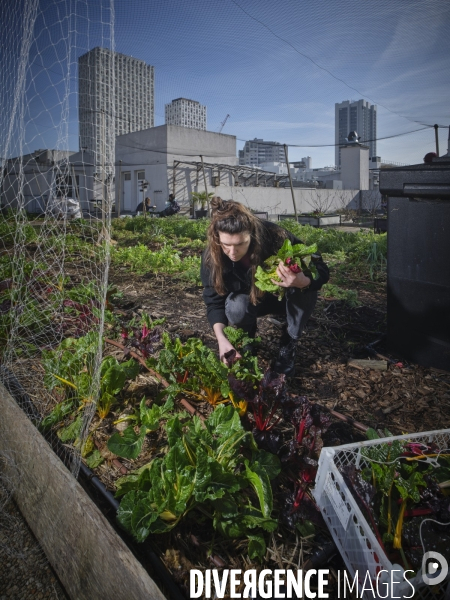 Agriculture urbaine à Paris