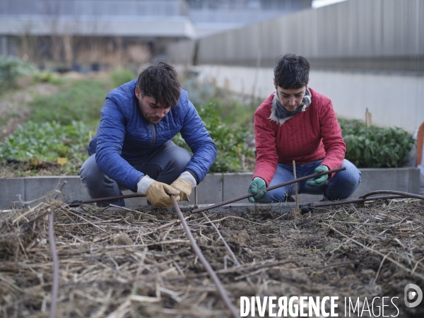 Agriculture urbaine à Paris