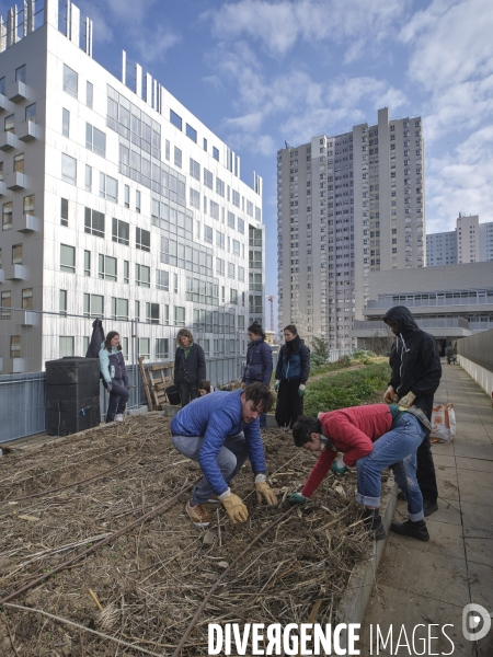 Agriculture urbaine à Paris