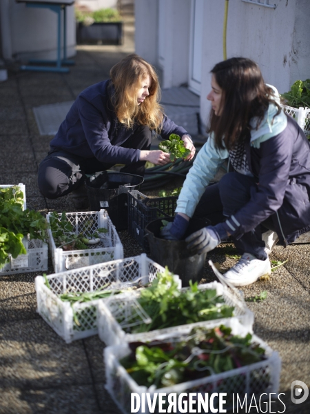 Agriculture urbaine à Paris