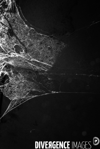 Vieilles toiles d araignes