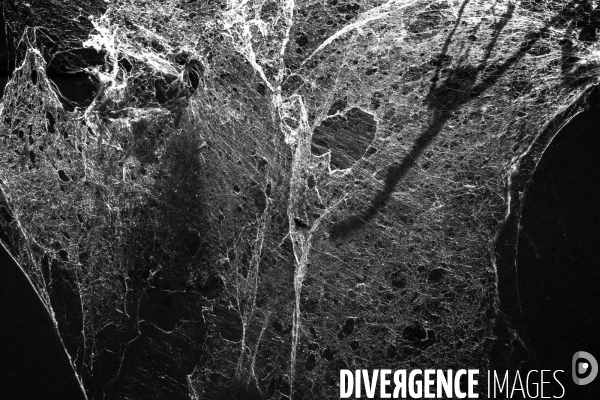 Vieilles toiles d araignes