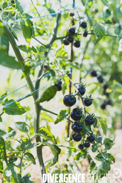 Jardin Inari: le maraichage bio