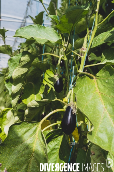 Jardin Inari: le maraichage bio