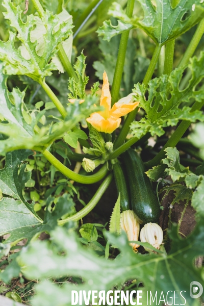 Jardin Inari: le maraichage bio