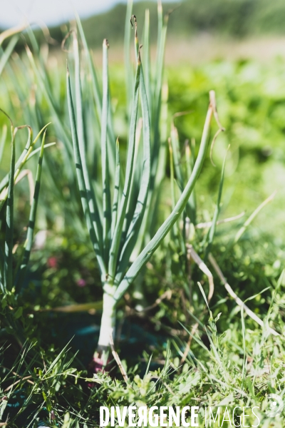 Jardin Inari: le maraichage bio