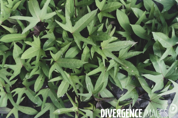 Jardin Inari: le maraichage bio