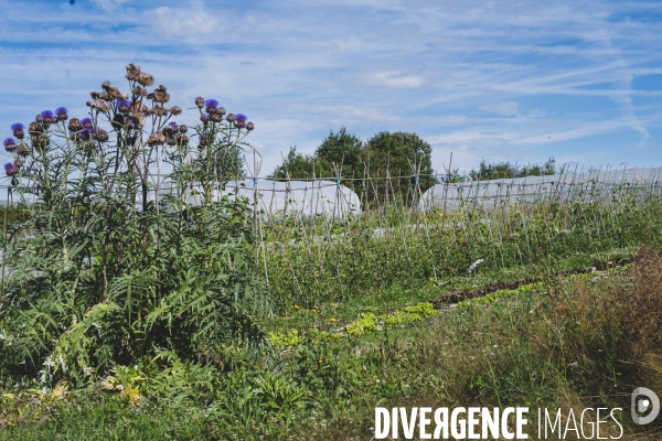 Jardin Inari: le maraichage bio