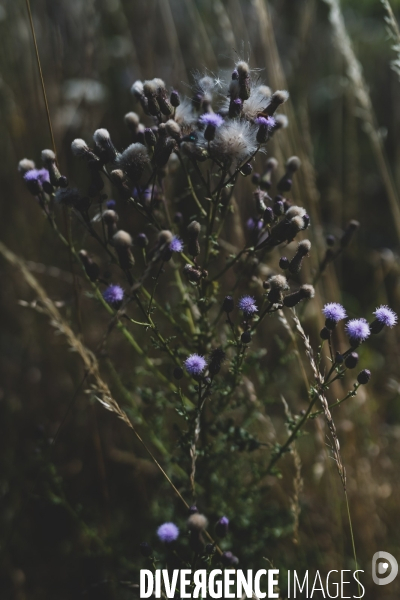 Jardin Inari: le maraichage bio