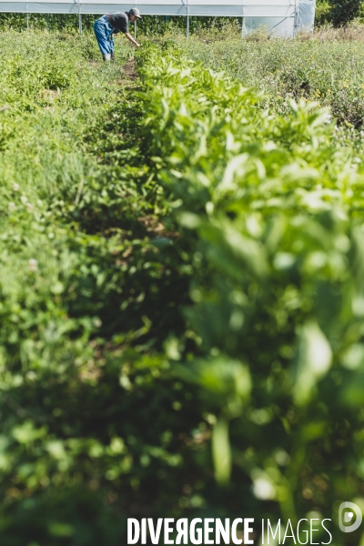 Jardin Inari: le maraichage bio