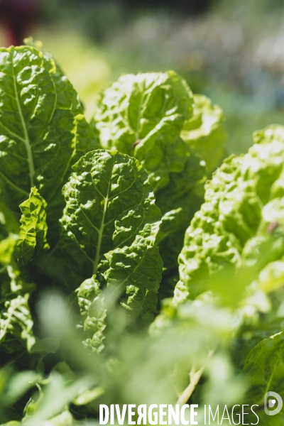 Jardin Inari: le maraichage bio