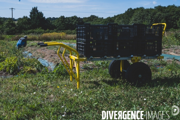 Jardin Inari: le maraichage bio