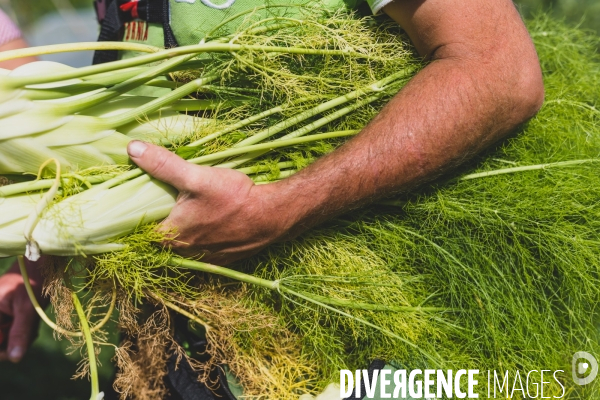 Jardin Inari: le maraichage bio