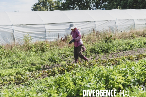 Jardin Inari: le maraichage bio