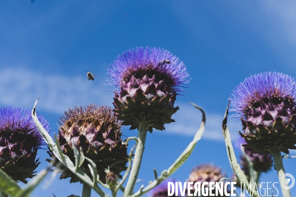 Jardin Inari: le maraichage bio