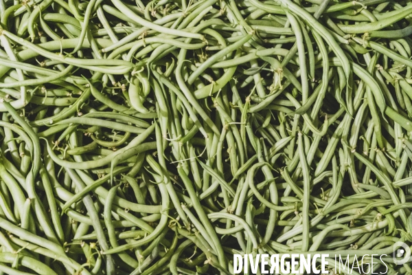 Jardin Inari: le maraichage bio