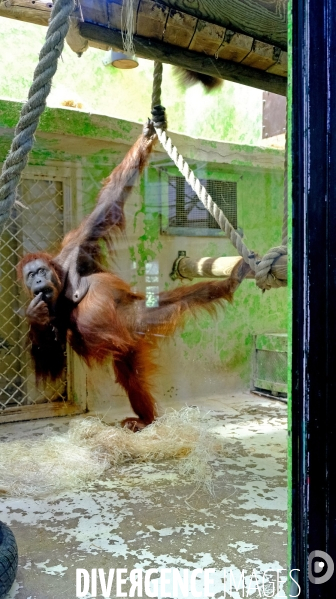 A la ménagerie du jardin des plantes