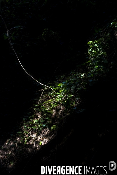 Illustration nature