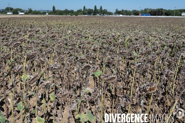Secheresse agriculture - agriculture drought