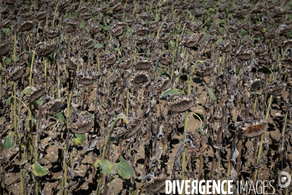 Secheresse agriculture - agriculture drought