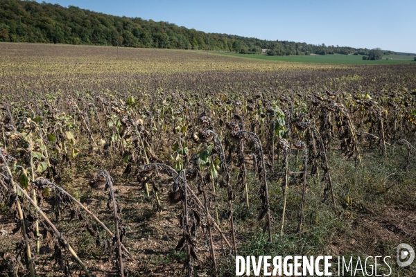 Secheresse agriculture - agriculture drought