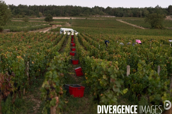 Vendanges au lever du soleil - Sunrise grape harvest