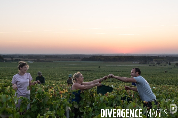 Vendanges au lever du soleil - Sunrise grape harvest