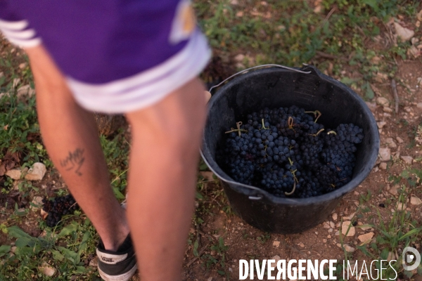 Vendanges au lever du soleil - Sunrise grape harvest