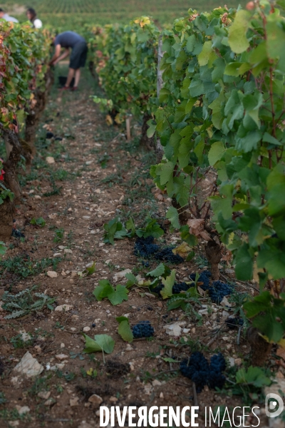Vendanges au lever du soleil - Sunrise grape harvest