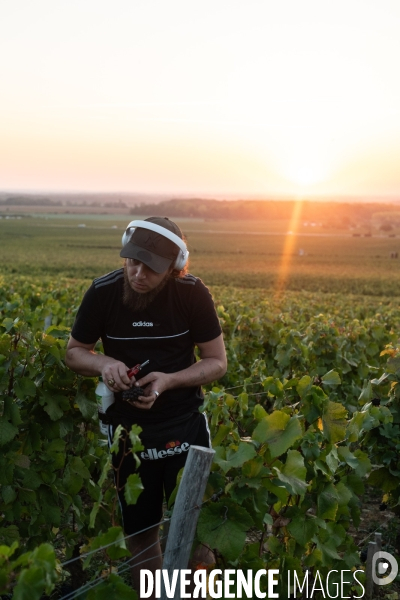 Vendanges au lever du soleil - Sunrise grape harvest
