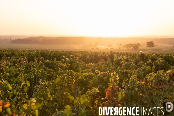 Vendanges au lever du soleil - Sunrise grape harvest