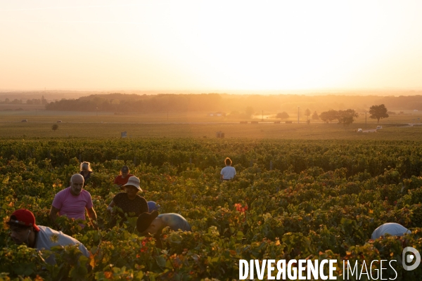 Vendanges au lever du soleil - Sunrise grape harvest
