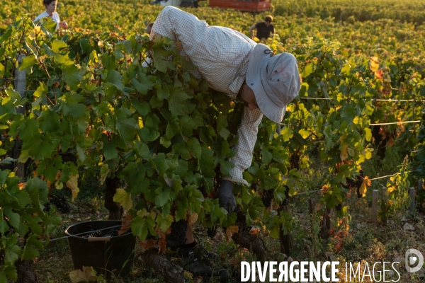 Vendanges au lever du soleil - Sunrise grape harvest